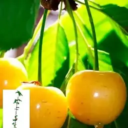 Черешня жовта Agro-Market "Дрогана жовта" укорінена в контейнері (саджанець 2 роки) (153202) 1 саджанець в упаковці