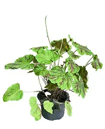 Гейхерелла Agro-Market Heucherella Alabama Sunrise С1 висота 15-30 см 1 саджанець в упаковці - мініатюра 2
