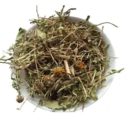 Гринделія Грінделія Трава Grindelia squarrosa - мініатюра 1