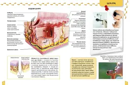 Про тіло людини Енциклопедія для допитливих - Тетяна Жабська - мініатюра 2