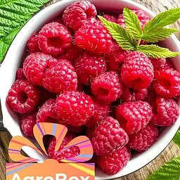 Agro-Market AGROBOX із саджанцем ремонтантної малини (1-річний саджанець) (189512) 1 шт в упаковке