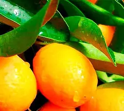 Саджанець Agro-Market Кумкват (Золотий апельсин) (24024) 1 шт. в упаковці - мініатюра 2