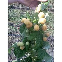 Саджанець Agro-Market Малина Ранкова роса (Poranna Rosa) (ремонтантний великоплідний сорт) 2 шт. в упаковці (17668) - мініатюра 3
