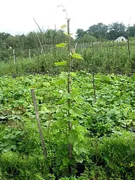 Саджанець Agro-Market Виноград яскраво-рожевий Мірбі (преміальний сорт, великоплідний кишмиш, грона вагою до 1,5 кг) 1 шт. в пакуванні (48078) - мініатюра 2