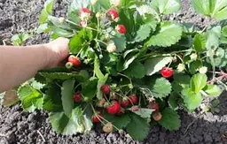Саджанець Agro-Market Полуниця темно-червона Міс Всесвіт (Miss Universe) (преміальний, один з найбільш великоплідних сортів) 5 шт. в пакуванні (49973) - мініатюра 3