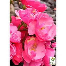 Троянда штамбова Agro-Market Angela саджанець класу АА+ вищий сорт 1 шт. в упаковці (182860) - мініатюра 2
