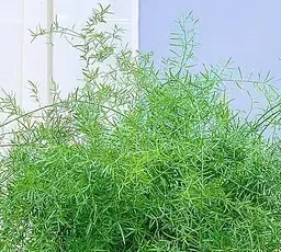 Саджанець Agro-Market Аспарагус (Asparagus Densiflorus) (50675) 1 шт. в упаковці (кімнатний) - мініатюра 2