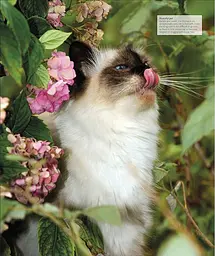 The Cat Encyclopedia - мініатюра 12