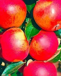 Саджанець Agro-Market Яблуня Джонатан (зимовий сорт, пізній термін дозрівання) (25650) 1 шт. в упаковці - мініатюра 2