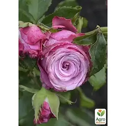 Троянда чайно-гібридна Agro-Market Deep Water саджанець класу АА+ вищий сорт 1 шт. в упаковці (181475) - мініатюра 4