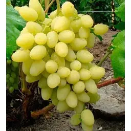 Саджанець Agro-Market Виноград Довгоочікуваний (кишмиш, дуже ранній термін дозрівання, стабільно високий рівень врожайності) 1 шт. в упаковці (17700) - мініатюра 4