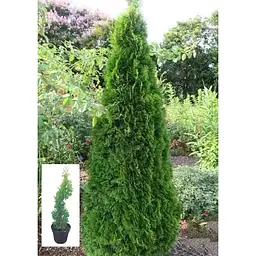 Саджанець Agro-Market Туя західна Brobeck's Tower C3 висота 30-40 см 1 шт. в упаковці (102149) - мініатюра 2