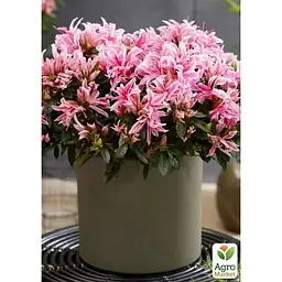 Саджанець Agro-Market Азалія Японська Герой павук (Azalea japonica Hero Spider) (181748) 1 шт. в упаковці Нідерланди - мініатюра 2