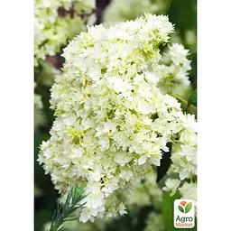 Саджанець Agro-Market Гортензія деревоподібна Hayes Starburst (180863) 1 шт. в упаковці - мініатюра 3