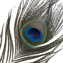 Лоскітка Lockink Sevanda Natural Peacock Flirting FeaTher Tickler, перо павича - мініатюра 6
