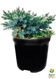 Саджанець Agro-Market Ялівець лускатий 3-річний Blue Star С2 діаметр 15-20 см 1 шт. в упаковці (138764) - мініатюра 4