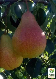 Саджанець Agro-Market Груша Марія (зимовий сорт, пізній термін дозрівання) 1 шт. в упаковці (35452) - мініатюра 3