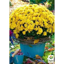 Саджанець Agro-Market Хризантема мультифлора куляста Staviski Yellow (101625) 1 шт. в упаковці - мініатюра 2