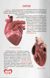 Велика книжка. Анатомія людини - Олег Зав'язкин - мініатюра 5