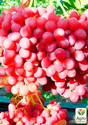 Саджанець Agro-Market Виноград Червоний палець (кишмиш, ранньо-середній термін дозрівання) 1 шт. в пакуванні (20042) - мініатюра 2