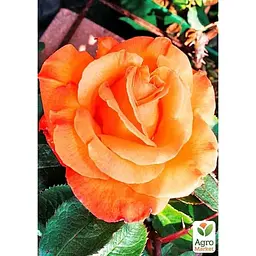 Троянда плетиста Agro-Market Оранж Даун саджанець класу АА+ вищий сорт 1 шт. в упаковці (178163) - мініатюра 2