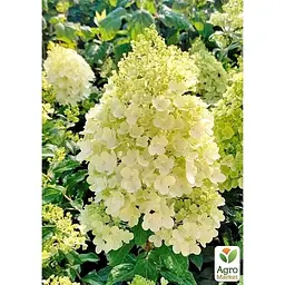 Саджанець Agro-Market Гортензія 3-х річна волотиста Magical Matterhorn (176641) 1 шт. в упаковці - мініатюра 2