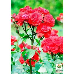 Саджанець Agro-Market Троянда дрібноквіткова (спрей) Ruby Star (клас АА +) вищий сорт (37228) 1 шт. - мініатюра 3