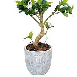 Кашпо Engard Оттава 35х35x34 см (GA70-1) - мініатюра 4