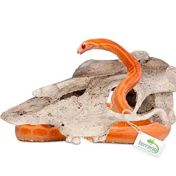 Декорація череп буйвола Terrario Buffalo Skull 21x12x8см (22128) - мініатюра 6