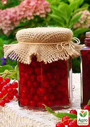 Саджанець Agro-Market Калина червона 1 шт. в пакуванні (15973) - мініатюра 3