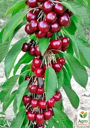 Саджанець Agro-Market Черешня колоноподібна Світ Чері (великоплідна, середній термін дозрівання) 1 шт. в упаковці (178796) - мініатюра 2