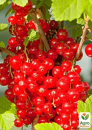 Саджанець Agro-Market Порічка (смородина) червона Наталі середнього терміну дозрівання) 1 шт. в пакуванні (44003) - мініатюра 2