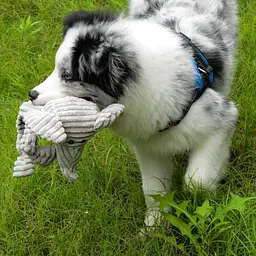 М'яка іграшка для собак PetLike Squeaky Grey Elephant - мініатюра 3