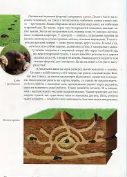 Енциклопедія для допитливих А5 : Тварини - винахідники і будівельники (Українська, 01 КРЕЙДОВАНИЙ ) - Андрій Гапченко - мініатюра 7