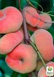 Саджанець Agro-Market Персик колоноподібний Інжирний (суперсолодкий сорт, середній термін дозрівання) 1 шт. в упаковці (120459) - мініатюра 2
