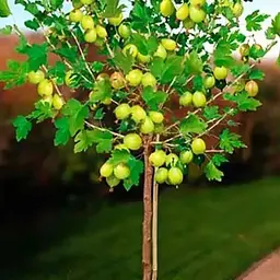 Аґрус на штамбі Agro-Market "Резистент" (середній термін дозрівання) (43074) 1 саджанець в упаковці