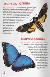 Велика книжка. Метелики - мініатюра 2