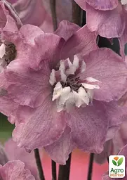 Саджанець Agro-Market Дельфініум гібридний Cherry Blossom White Bee (182206) - мініатюра 3