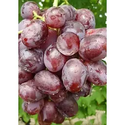 Саджанець Agro-Market Виноград Нізіна (середній термін дозрівання) 1 шт. в упаковці (21270) - мініатюра 4