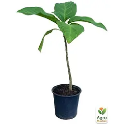 Саджанець Agro-Market Бругмансія деревоподібна White (49865) 1 шт. в упаковці - мініатюра 2