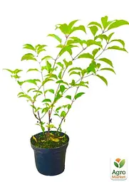 Саджанець Agro-Market Гортензія волотиста 2-х річна Vanilla Fraise висота саджанця 25-45см (62100) - мініатюра 2