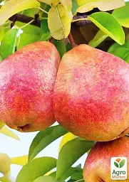 Саджанець Agro-Market Груша Китайський Ліхтарик (зимовий сорт, пізній термін дозрівання) 1 шт. в упаковці (177710) - мініатюра 2