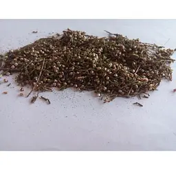Верес Трава Вересінь Підбрусничник Calluna vulgaris