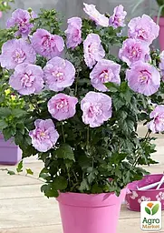 Саджанець Agro-Market Гібіскус сирійський Lavender Chiffon С2, висота 20-40 см (62131) - мініатюра 3