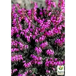 Саджанець Agro-Market Еріка трав'яниста Крамерс Роут (Kramer's Rote) P11 (44441) 1 шт. в упаковці - мініатюра 3
