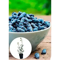 Саджанець Agro-Market Жимолость Морена (ранній термін дозрівання, ягоди з куща не обсипаються) 1 шт. в упаковці (43974) - мініатюра 2
