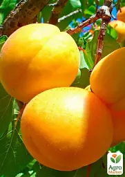 Саджанець Agro-Market Абрикос Шалах ананасовий (літній сорт, ранній термін дозрівання) 1 шт. в упаковці (15757) - мініатюра 2