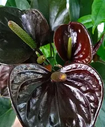 Саджанець Agro-Market Антуріум (Anthurium) Black Love (62264) 1 шт. в упаковці (кімнатний) - мініатюра 2