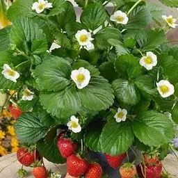Полуниця Ампельна Agro-Market "Деліз" (Delizz) (ранній, ремонтантний, урожайний сорт) (64371) 1 саджанець в упаковці