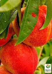 Саджанець Agro-Market Нектарин Ред Голд (лисий персик, літній сорт, середній термін дозрівання) 1 шт. в упаковці (21366) - мініатюра 4
